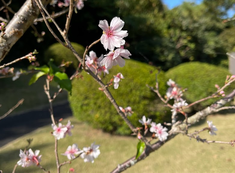 五十ニシテ、●●ヲシル_④晩秋の桜