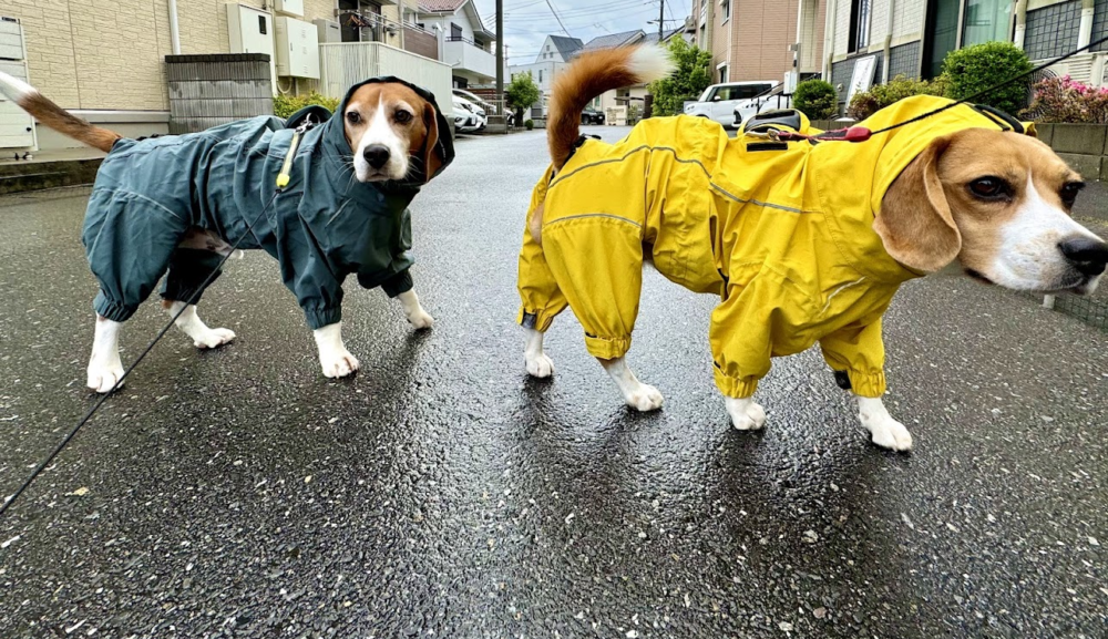 ♪雨はあがったよ